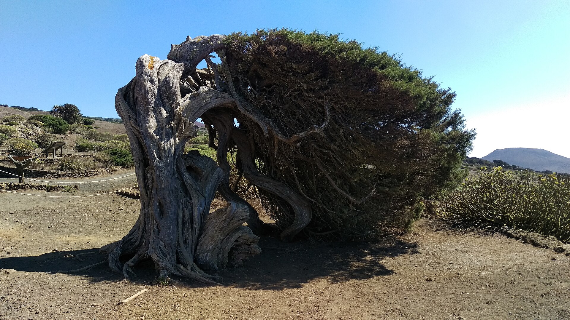 El Hierro: Insel-Guide Windgeformte Wacholder im Sabinar auf El Hierro