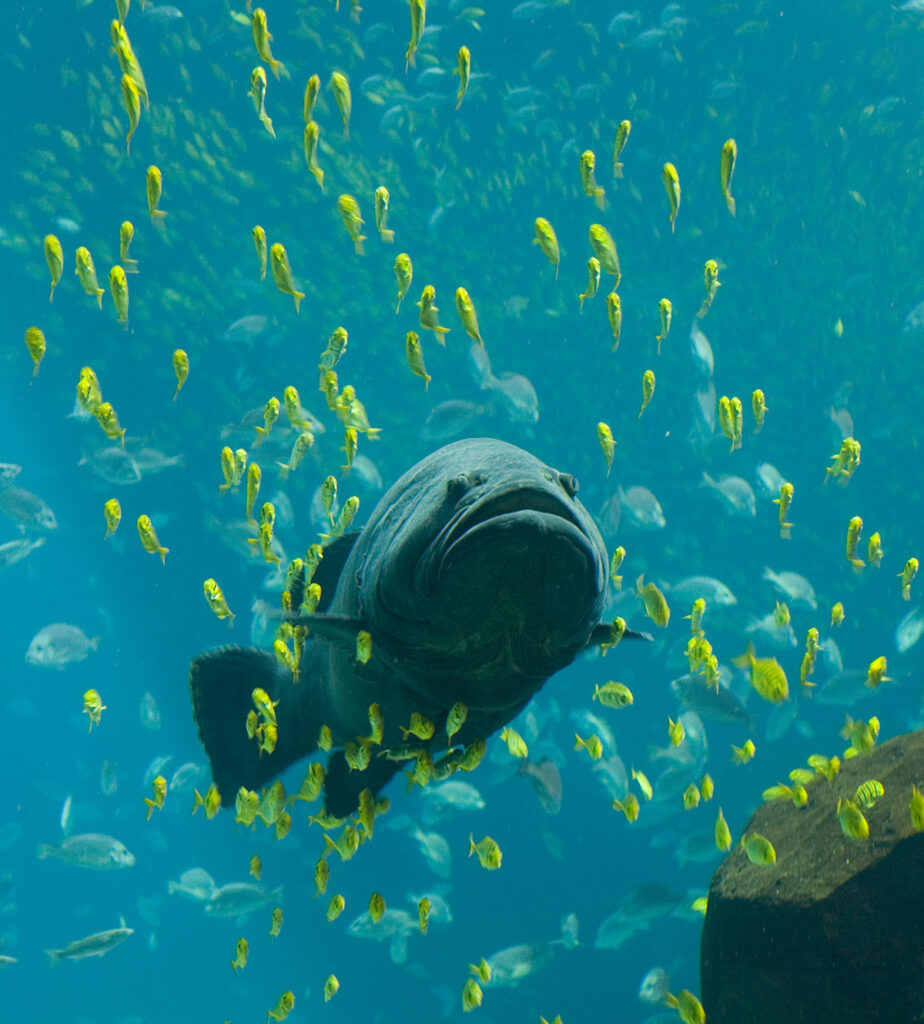 Genua Aquarium von Genua in Genua