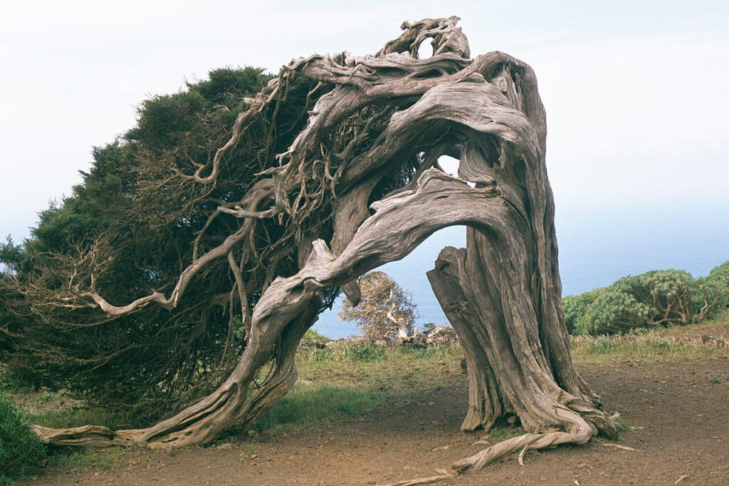 El Hierro (La Estaca) Wacholder in El Sabinar