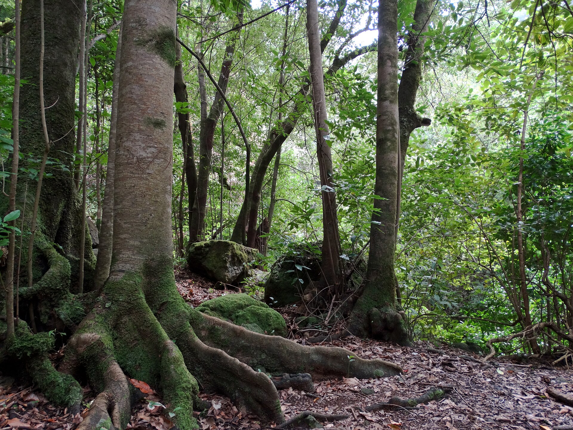 La Palma: Insel-Guide Lorbeerwald auf La Palma