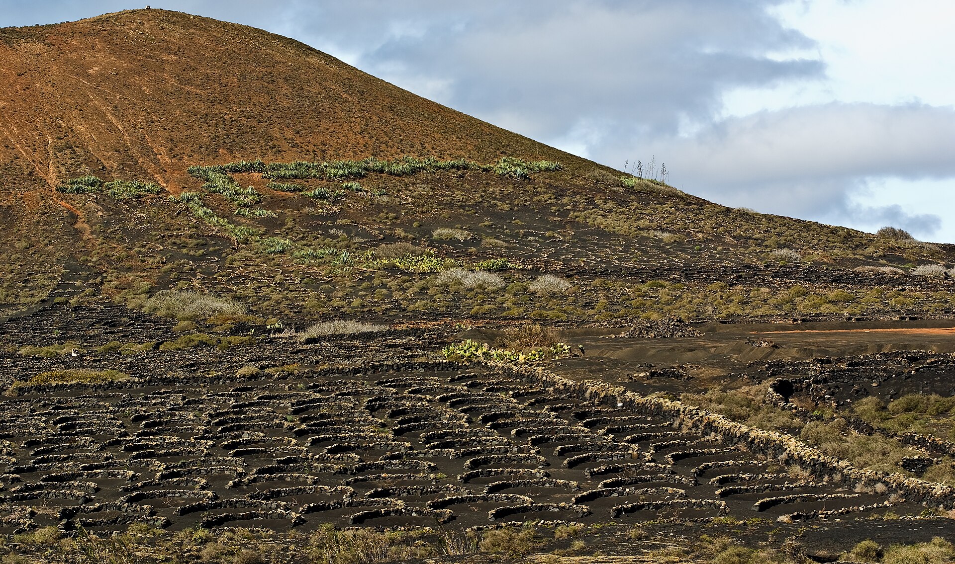Lanzarote: Insel-Guide Weinanbau in Aschegruben mit Steinmauern in La Geria auf Lanzarote