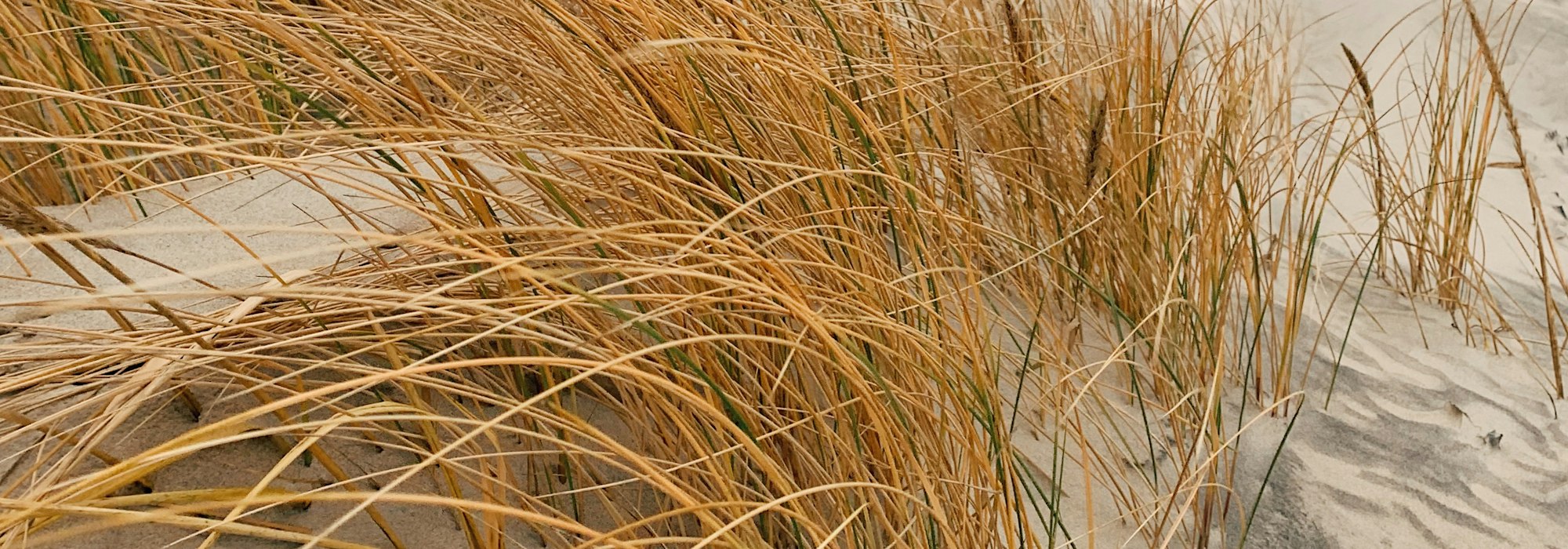 Fehmarn Dünengras am Ostseestrand