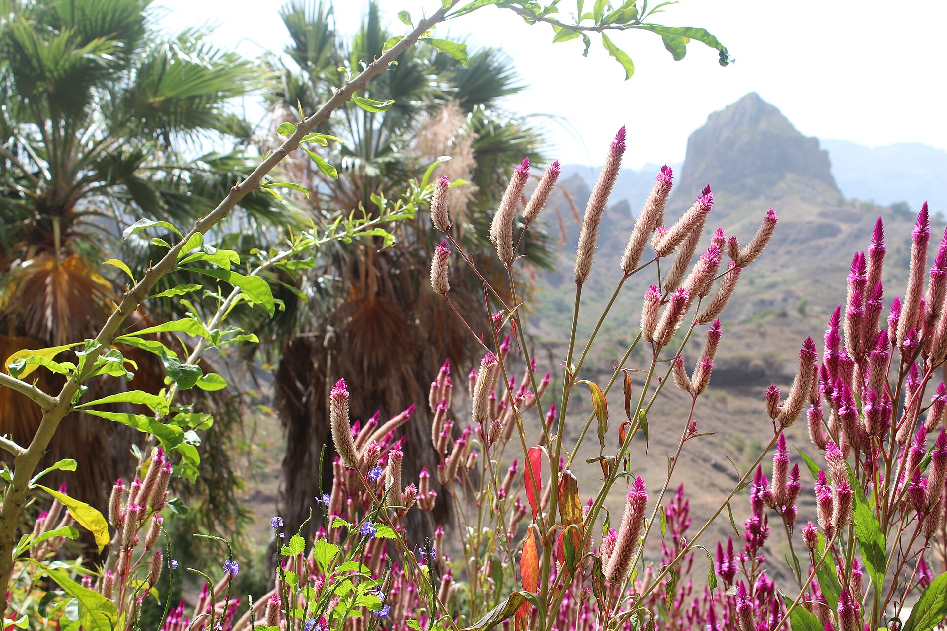São Vicente und Santo Antão: Insel-Guide Landschaft auf Santo Antão